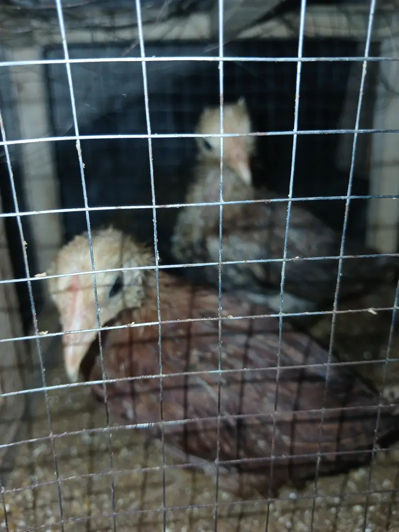 health Chick Golden Desi 2 for sale with Cage — photo 4