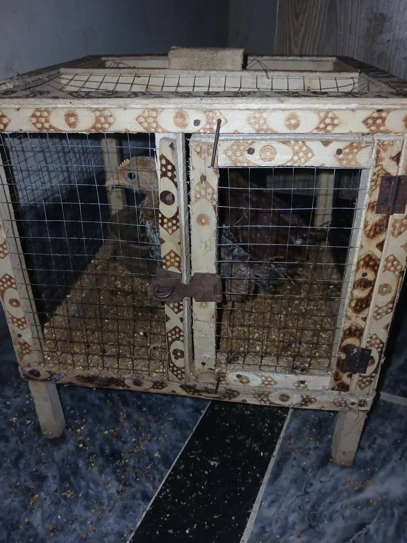health Chick Golden Desi 2 for sale with Cage — photo 5
