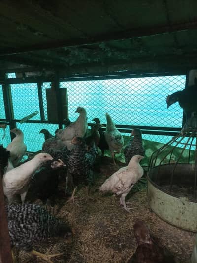Playmouth Fayoumi Chicks available for sale
