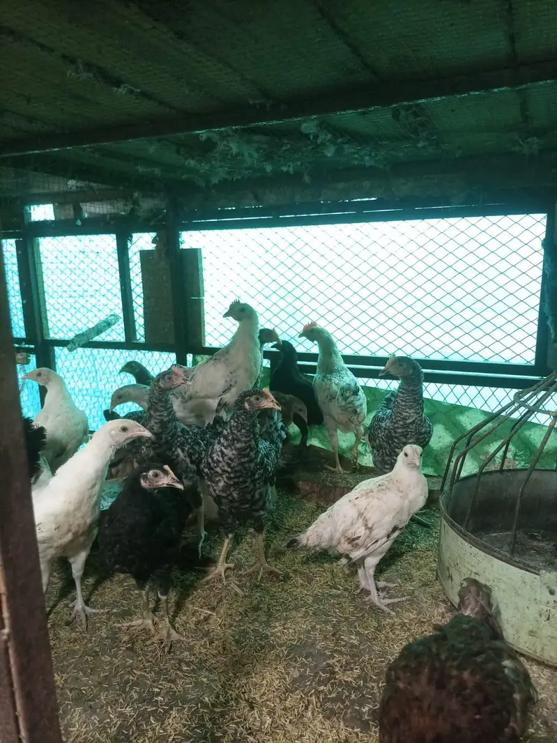 Playmouth Fayoumi Chicks available for sale — photo 2