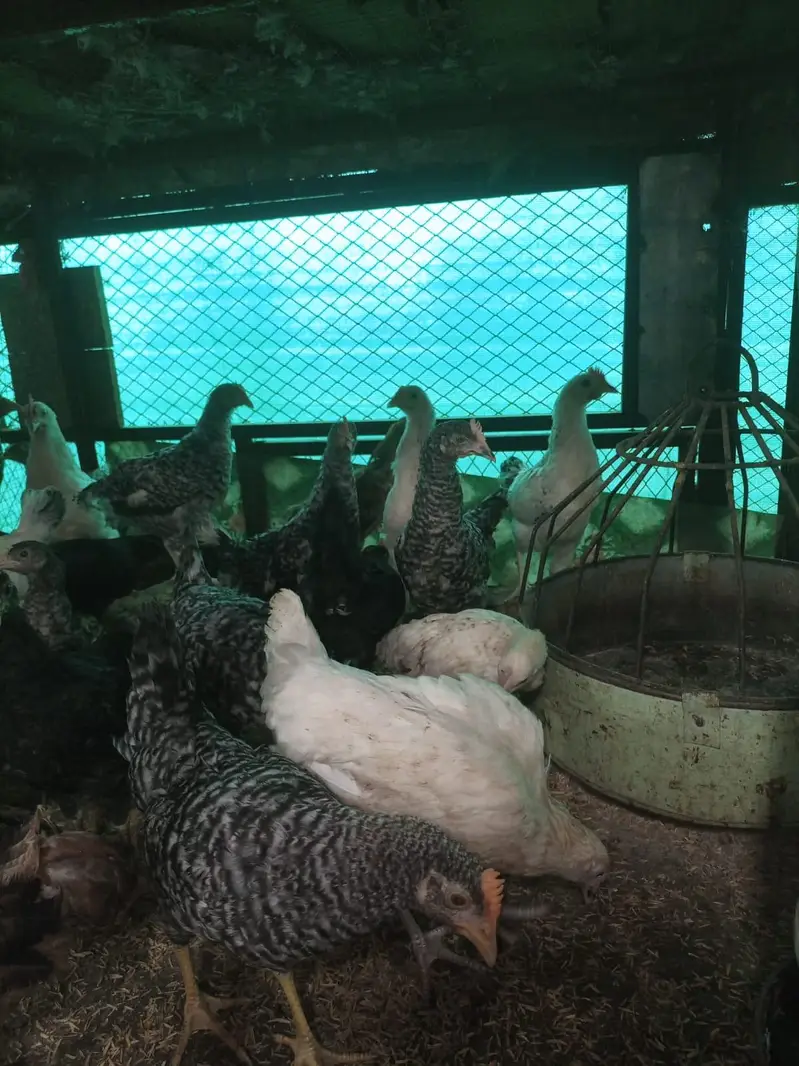 Playmouth Fayoumi Chicks available for sale — photo 3
