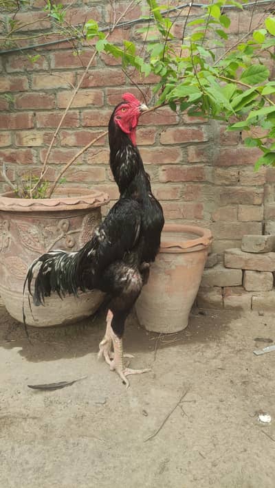 black shamo male and females