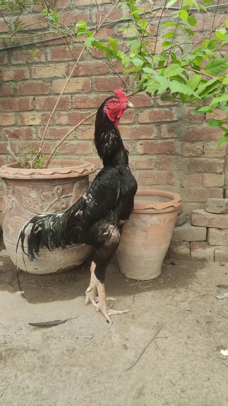 black shamo male and females — photo 2