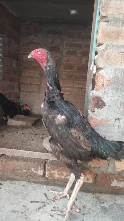 black shamo females