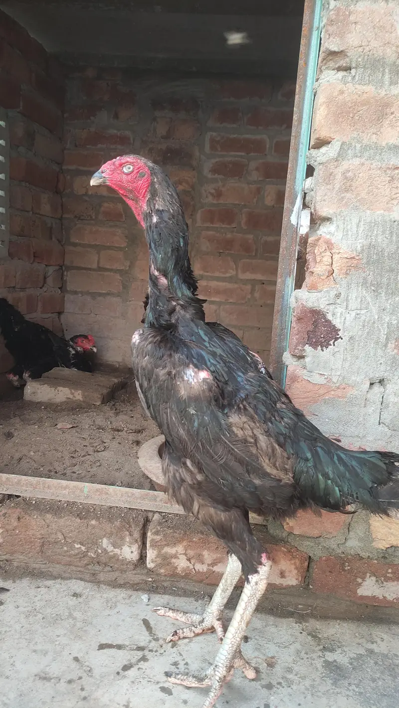 black shamo male and females — photo 3