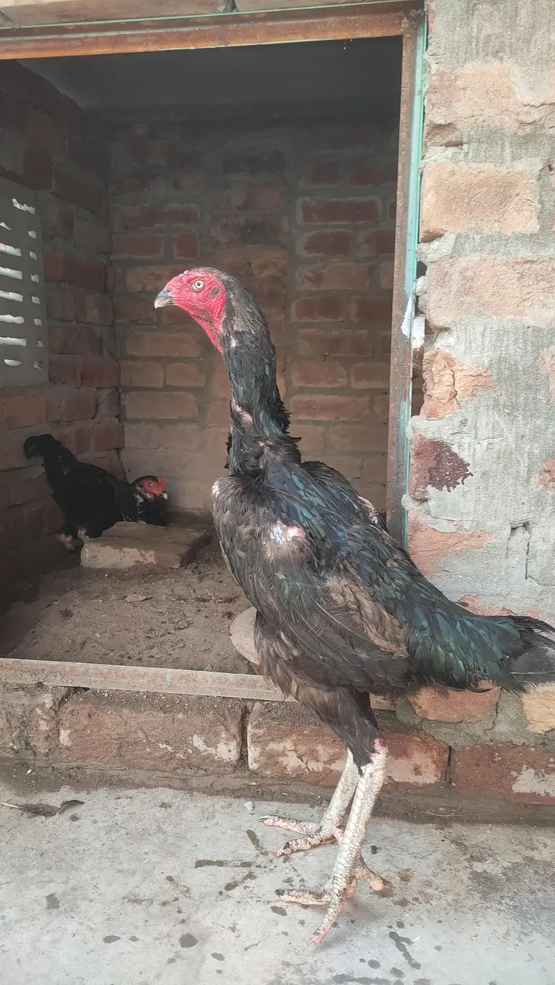 black shamo male and females — photo 4