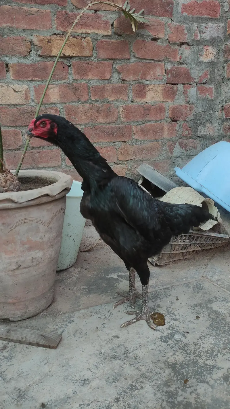 black shamo male and females — photo 5