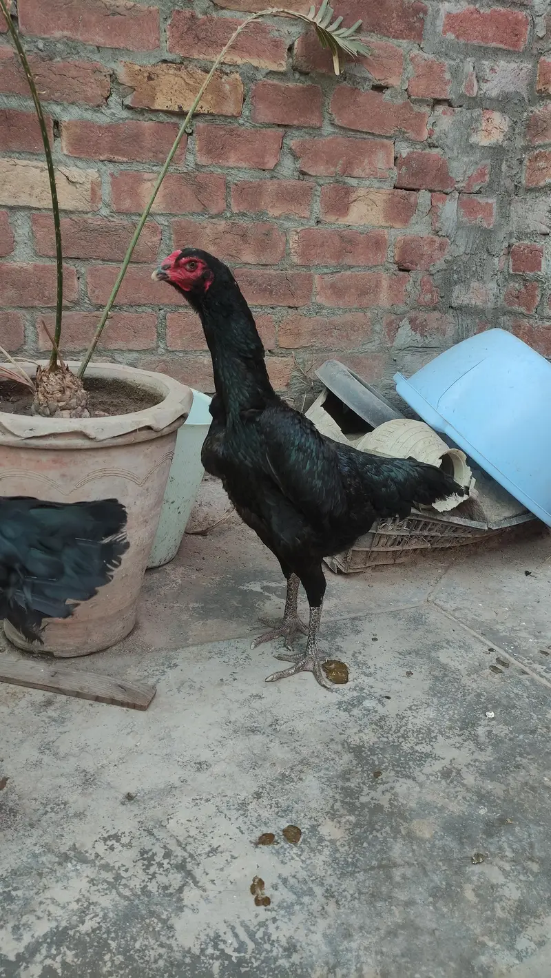 black shamo male and females — photo 6