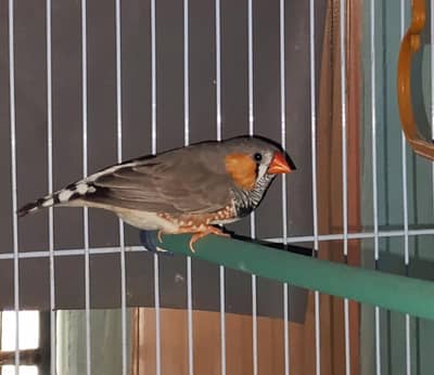 birds cage with finch