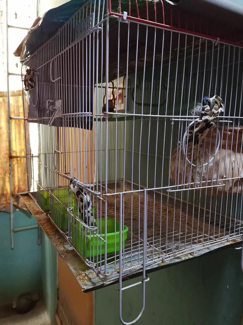 birds cage with finch — photo 2