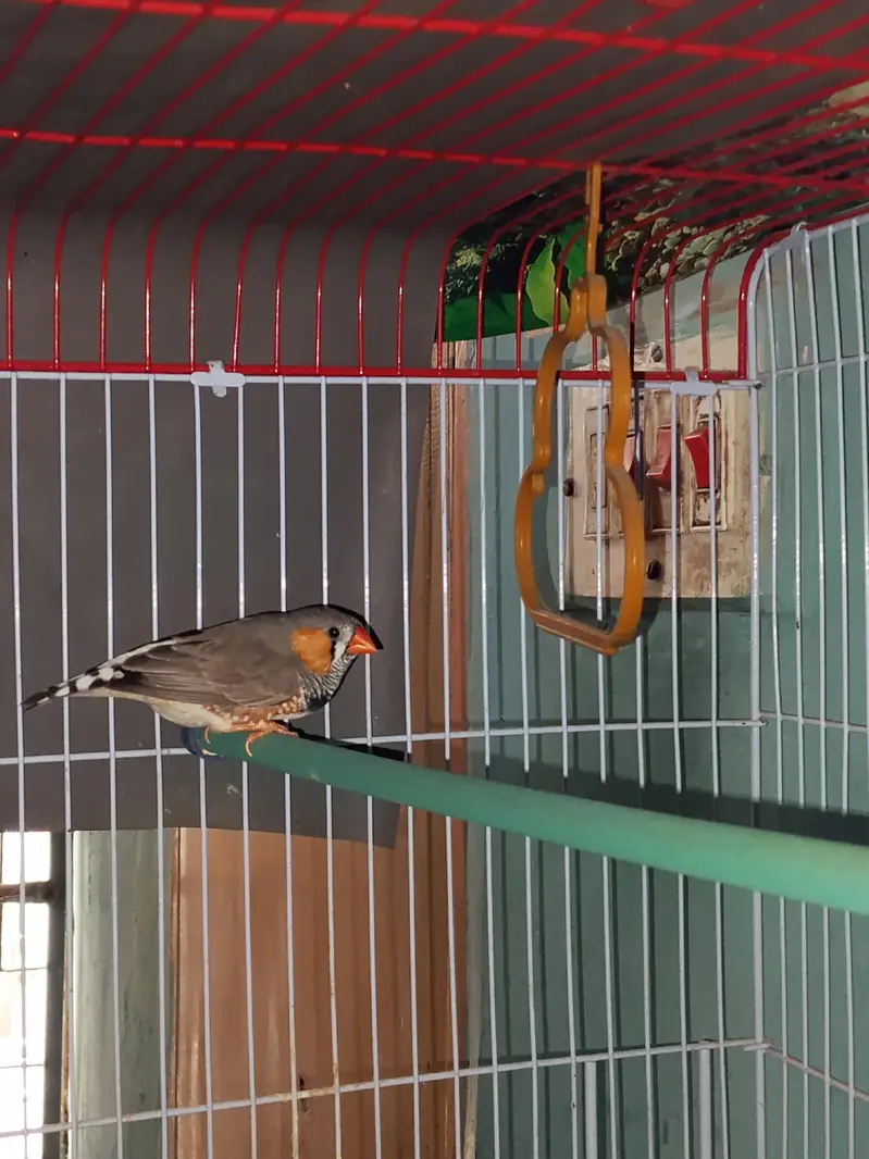 birds cage with finch — photo 3