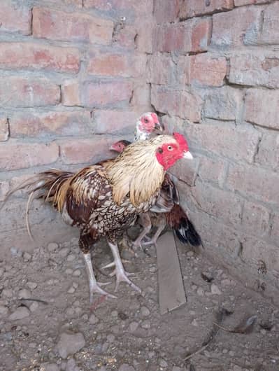 healthy and active aseel surgha male and cheeni murgi