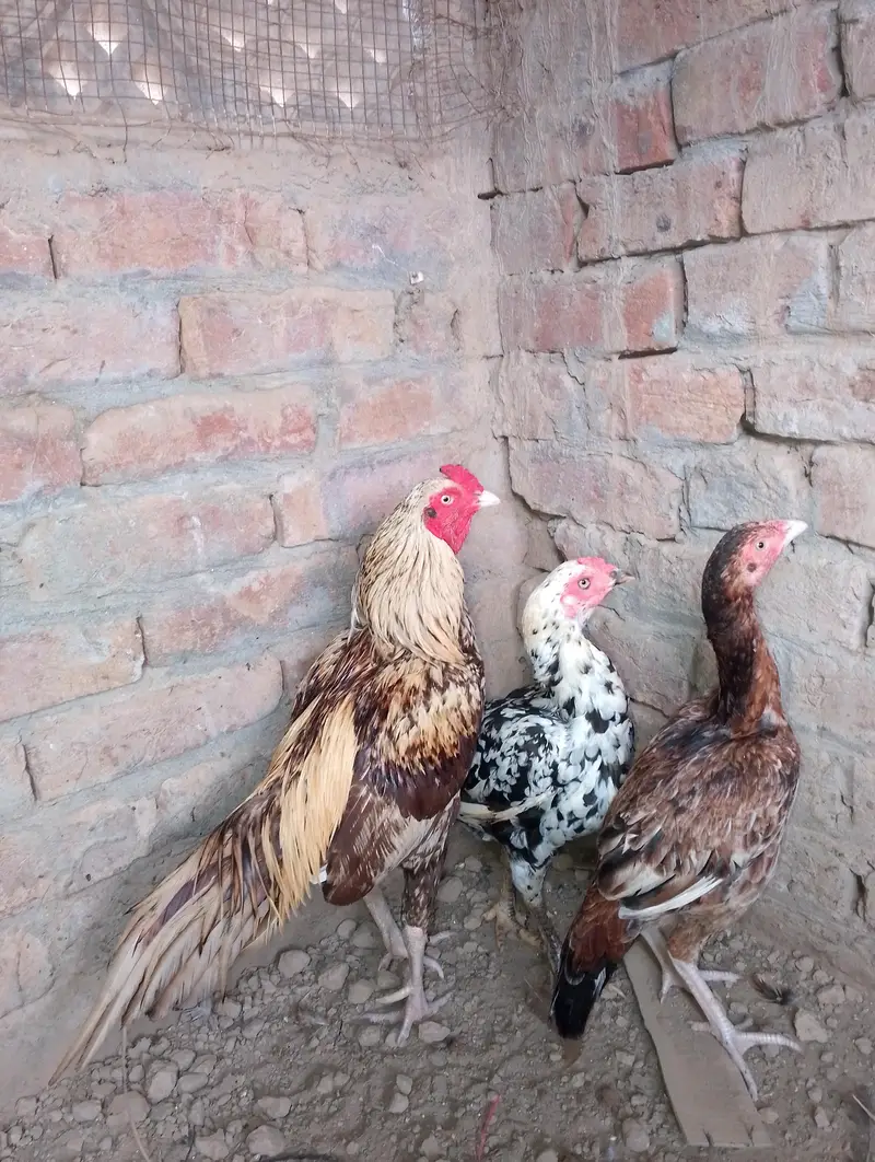 healthy and active aseel surgha male and cheeni murgi — photo 2