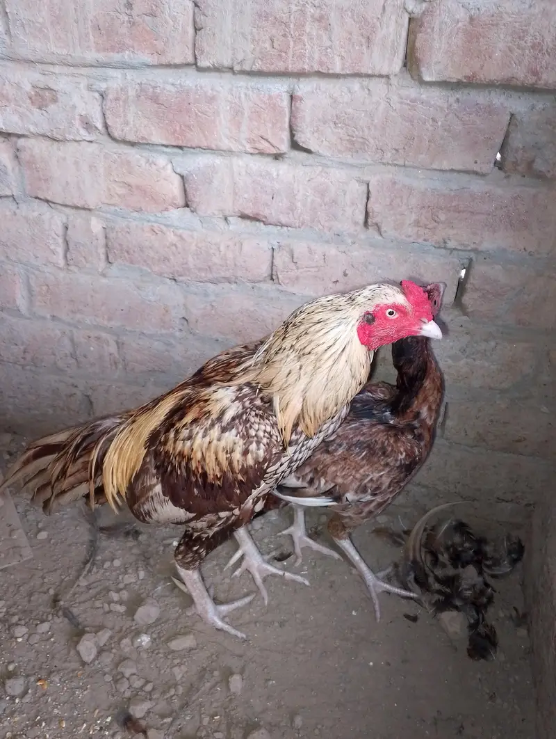 healthy and active aseel surgha male and cheeni murgi — photo 3