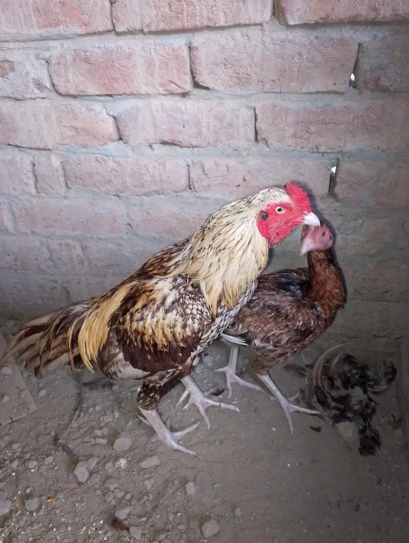 healthy and active aseel surgha male and cheeni murgi — photo 4