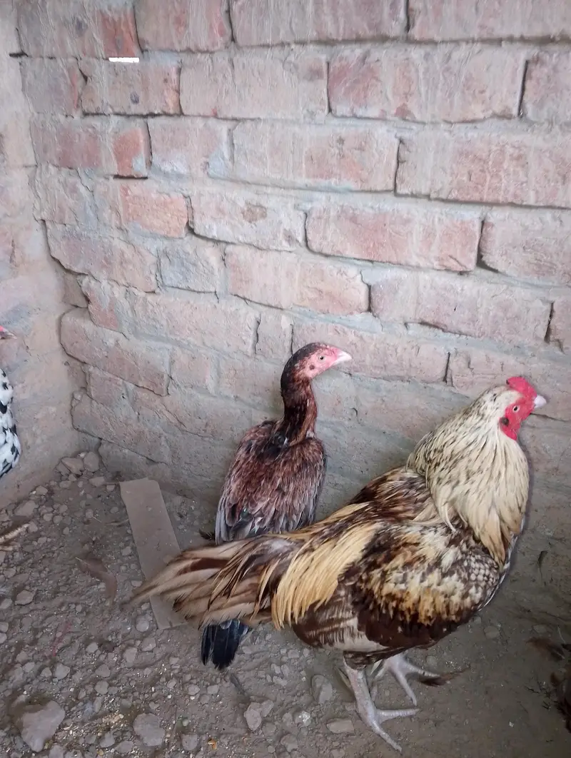 healthy and active aseel surgha male and cheeni murgi — photo 5