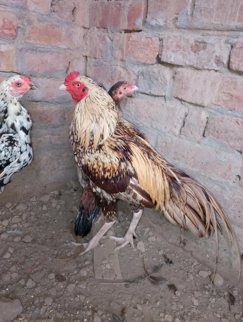 healthy and active aseel surgha male and cheeni murgi — photo 6