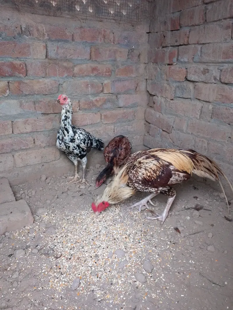 healthy and active aseel surgha male and cheeni murgi — photo 7