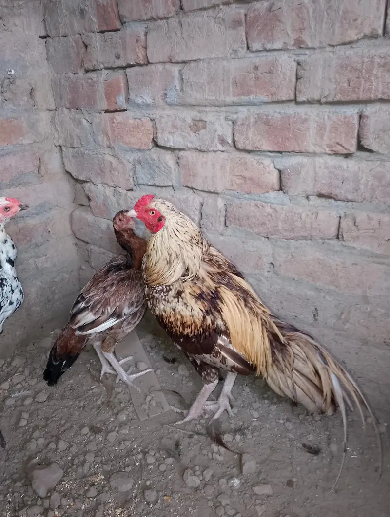 healthy and active aseel surgha male and cheeni murgi — photo 8