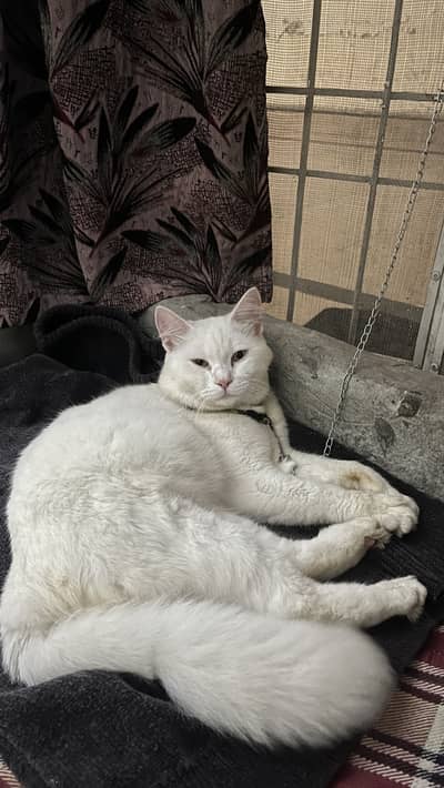 White male pershian cat for sale