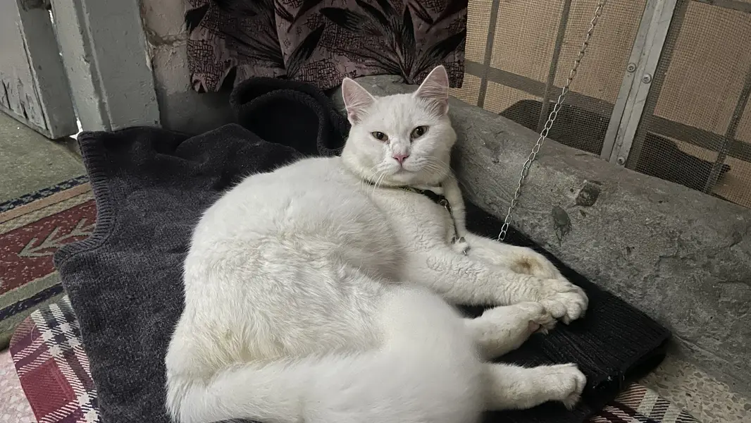 White male pershian cat for sale — photo 2