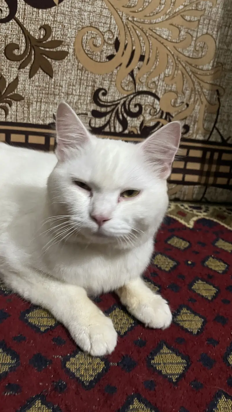White male pershian cat for sale — photo 3