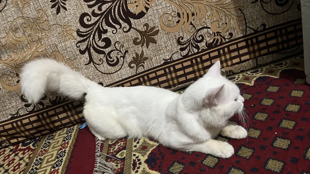 White male pershian cat for sale — photo 4