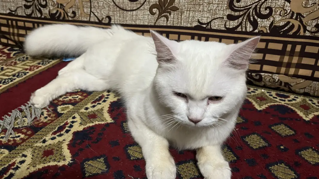 White male pershian cat for sale — photo 5