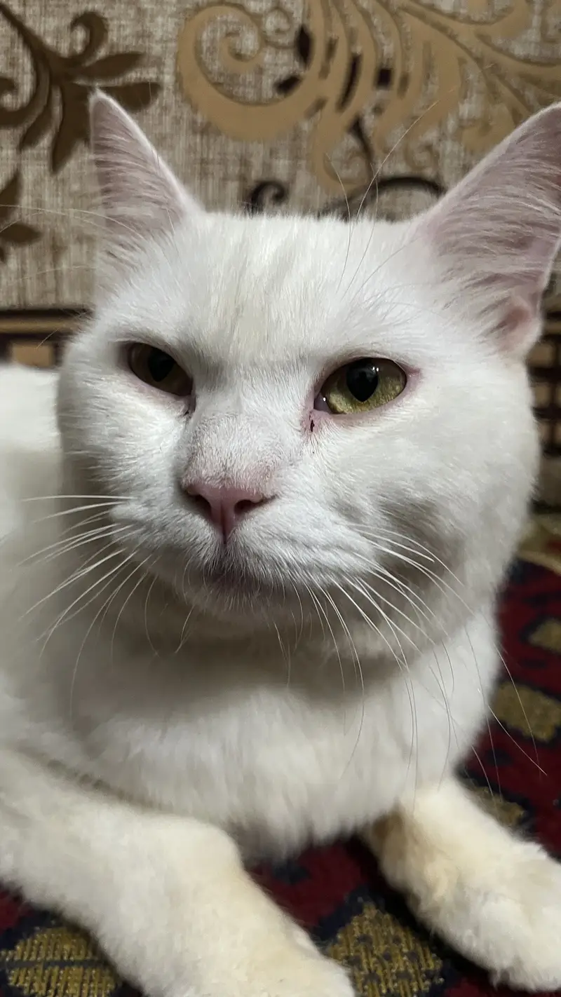 White male pershian cat for sale — photo 6