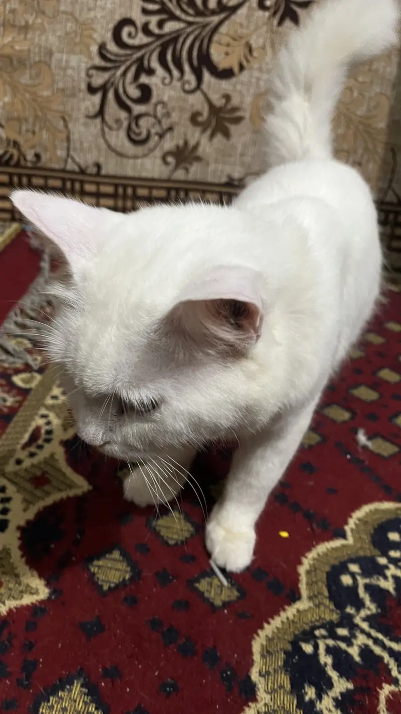 White male pershian cat for sale — photo 7