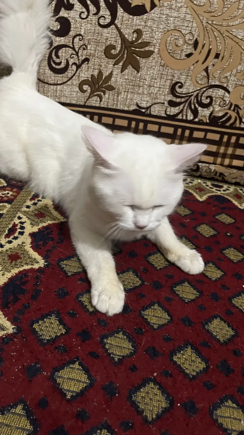 White male pershian cat for sale — photo 8