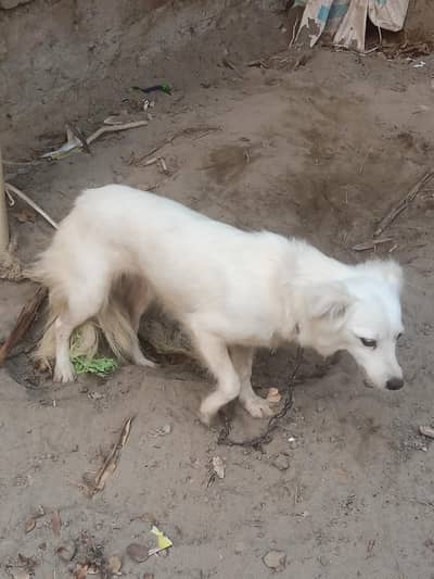 beautiful dog urgent for sale