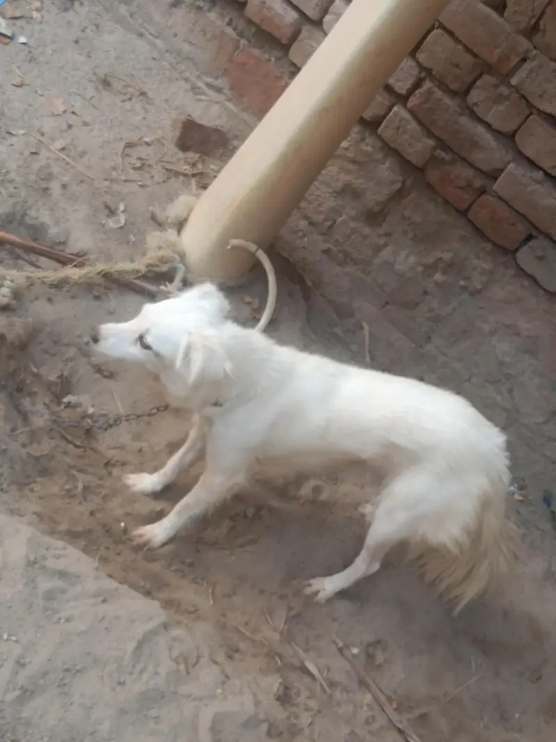 beautiful dog urgent for sale — photo 2