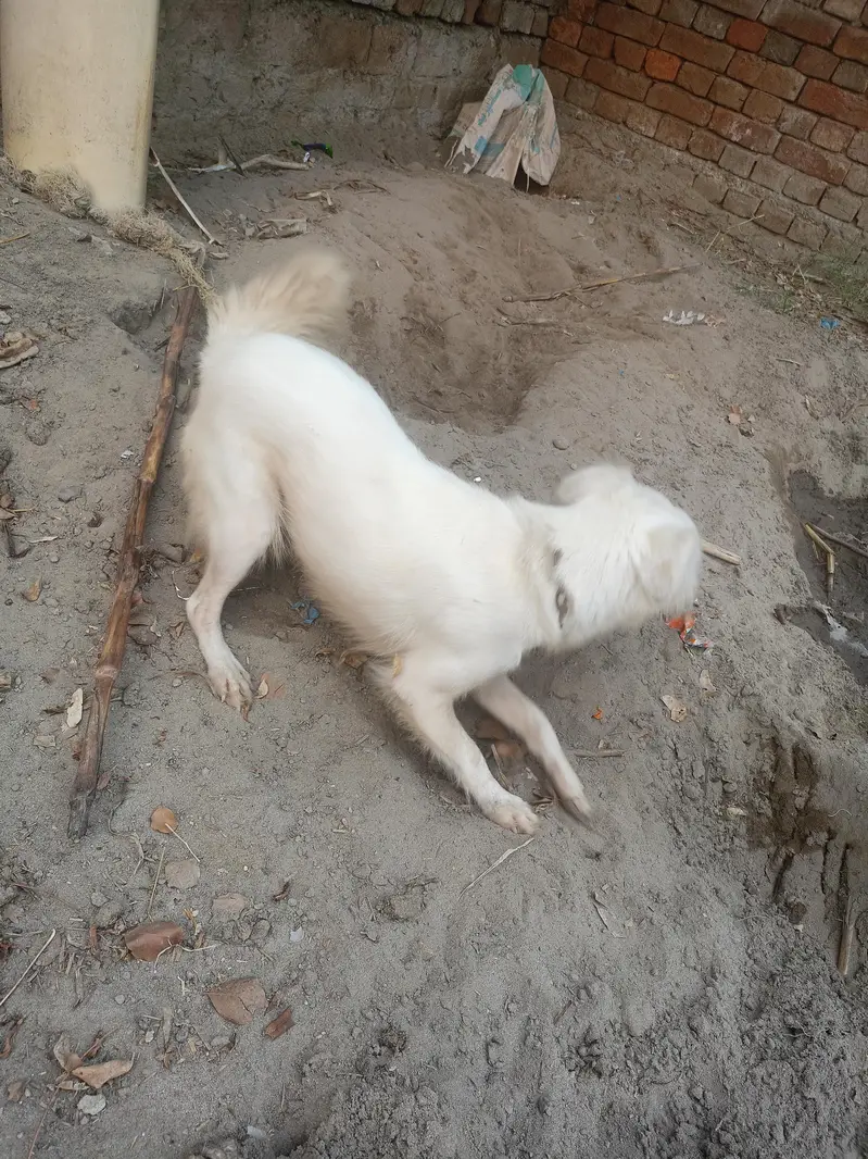 beautiful dog urgent for sale — photo 3