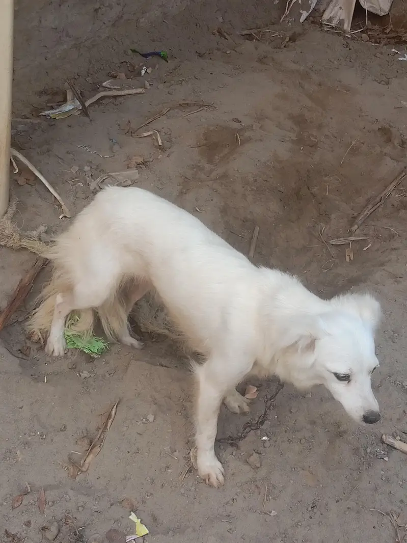 beautiful dog urgent for sale — photo 4