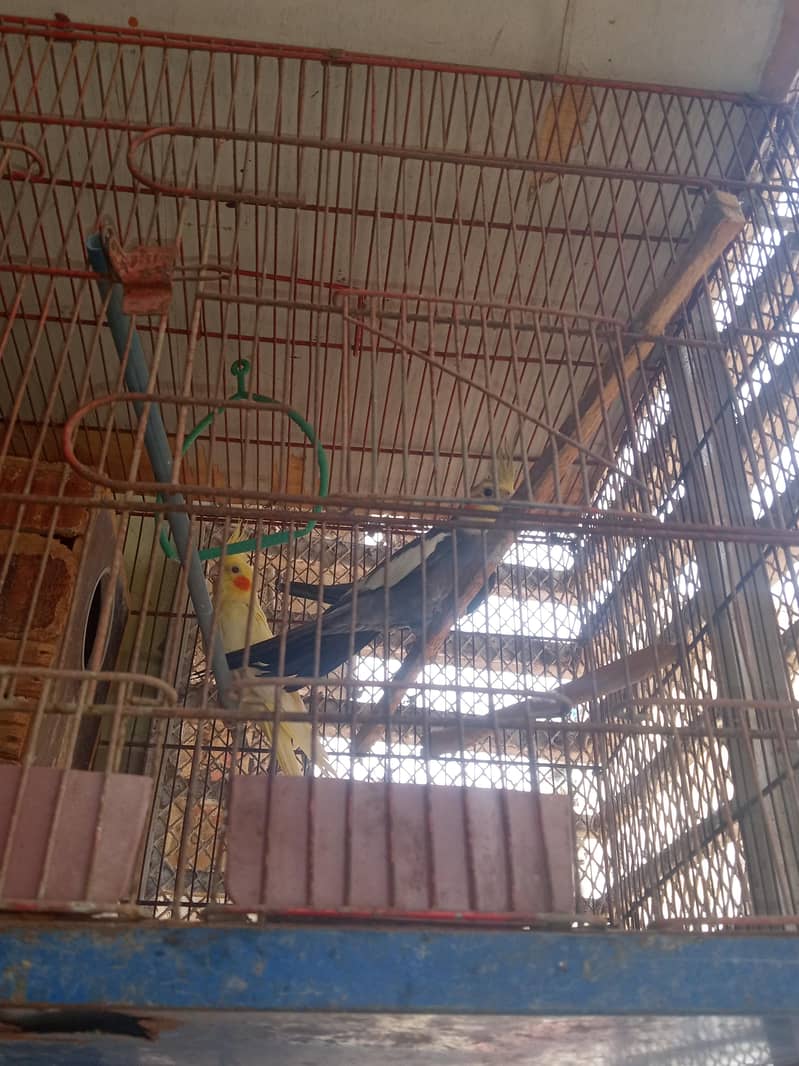 parrot 1