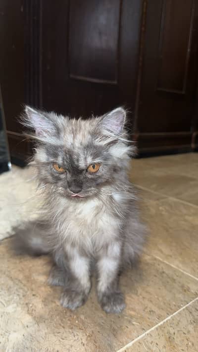 Cat for sale