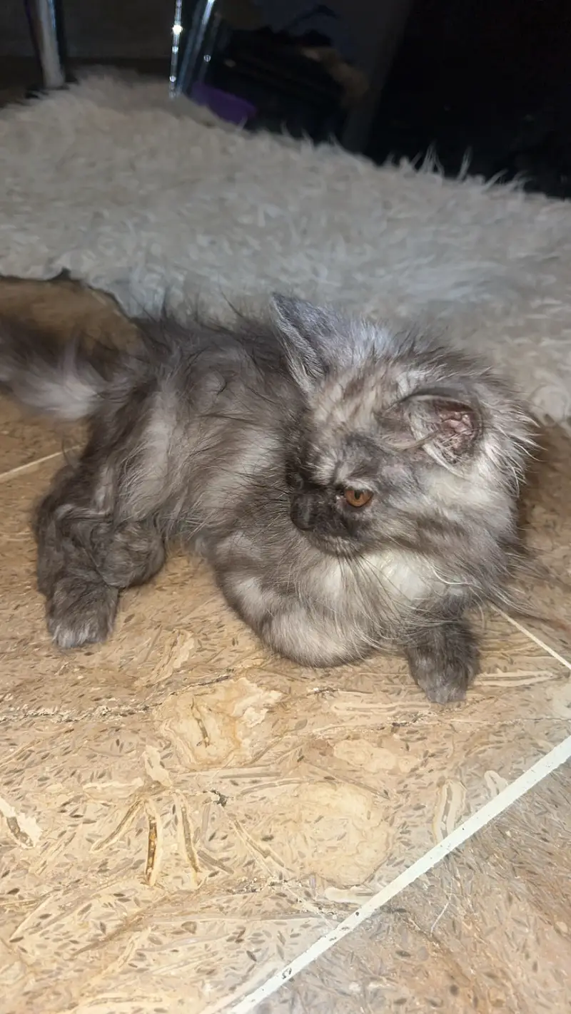 Cat for sale — photo 2