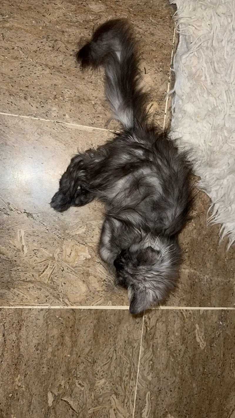 Cat for sale — photo 3
