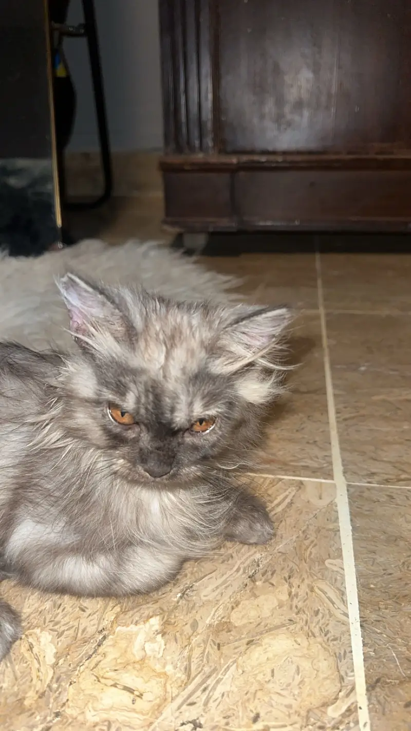 Cat for sale — photo 4