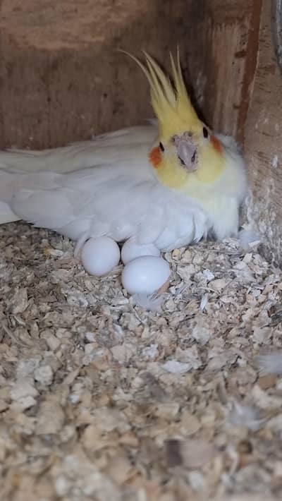 cocktails pair cockatiel eggs wala pair