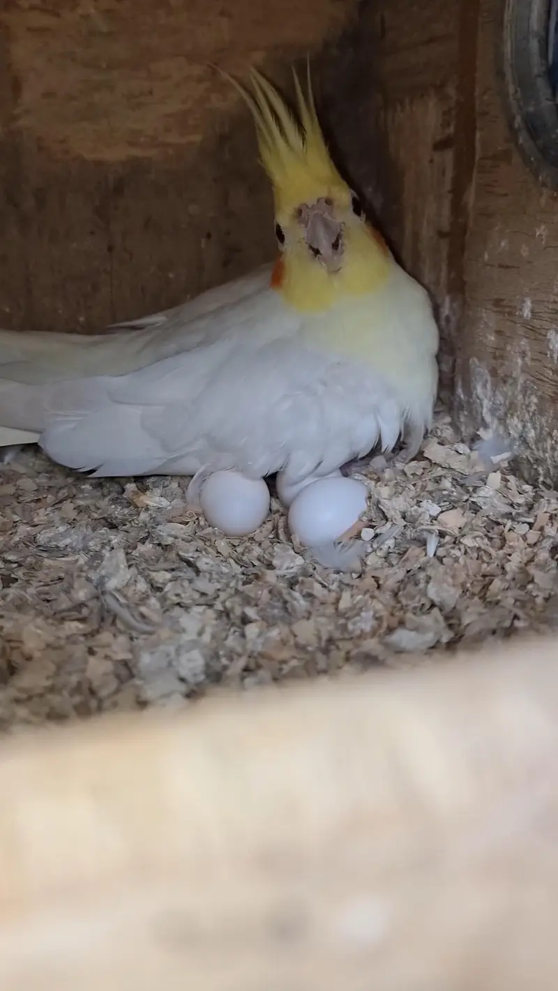 cocktails pair cockatiel eggs wala pair — photo 2
