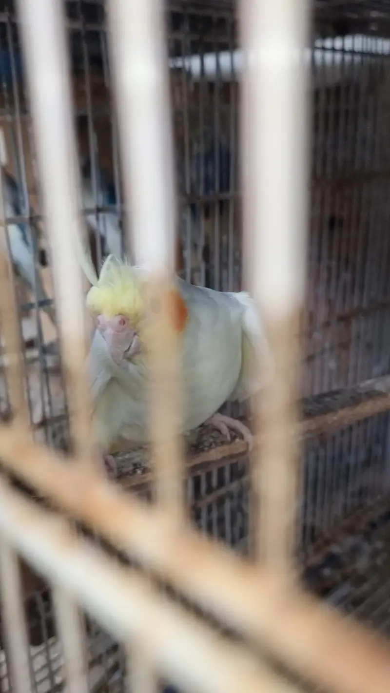 cocktails pair cockatiel eggs wala pair — photo 3