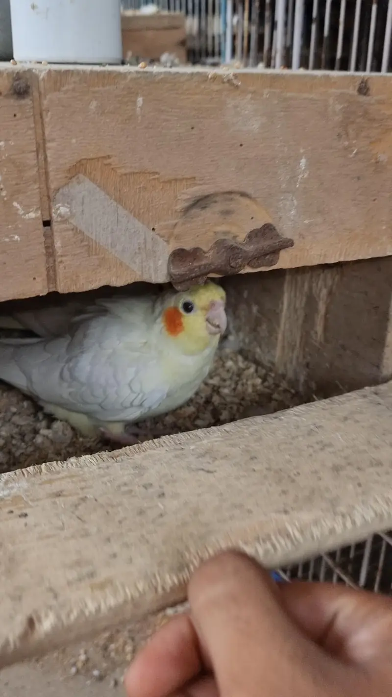 cocktails pair cockatiel eggs wala pair — photo 4