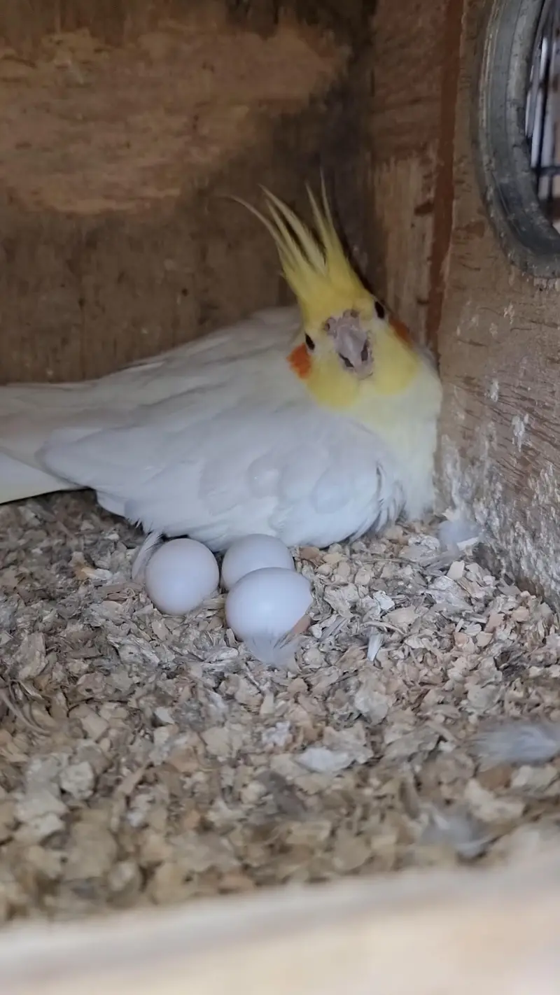 cocktails pair cockatiel eggs wala pair — photo 6