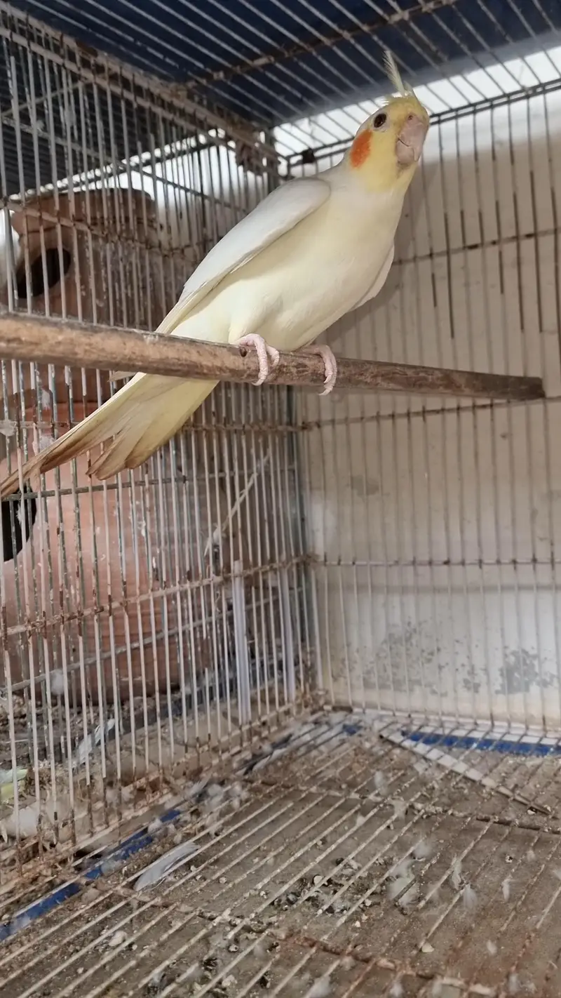 cocktails pair cockatiel eggs wala pair — photo 7