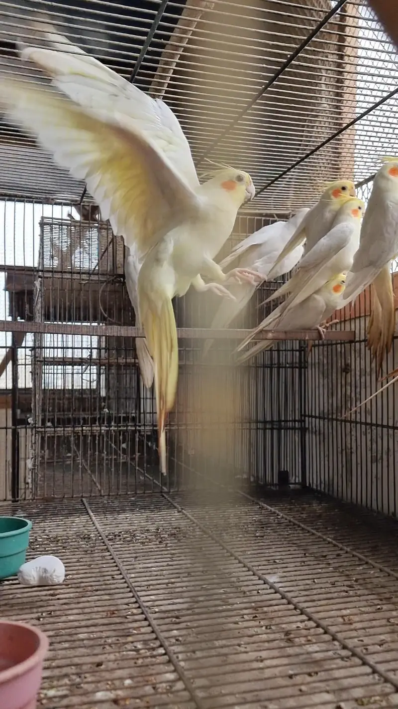 cocktails pair cockatiel eggs wala pair — photo 8