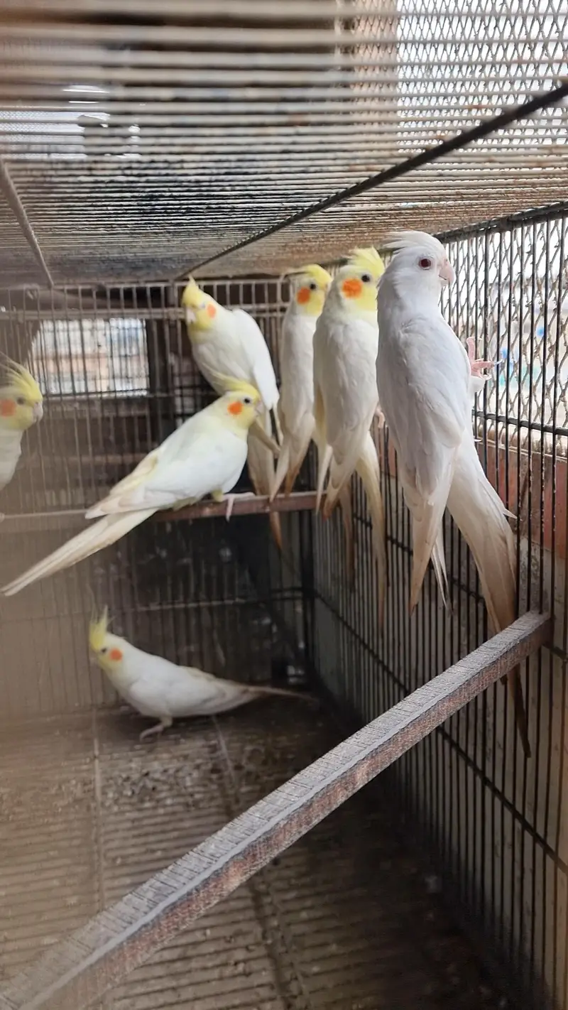 cocktails pair cockatiel eggs wala pair — photo 9
