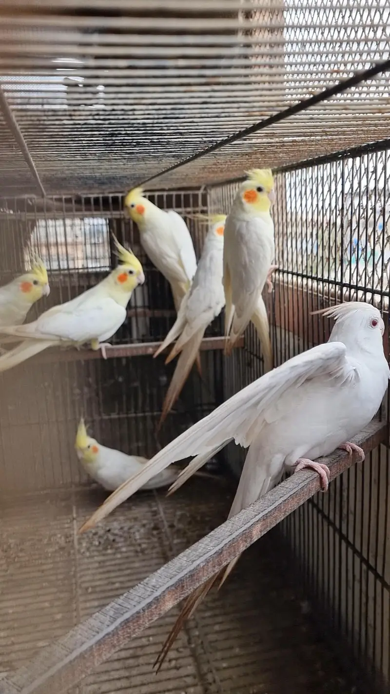 cocktails pair cockatiel eggs wala pair — photo 10