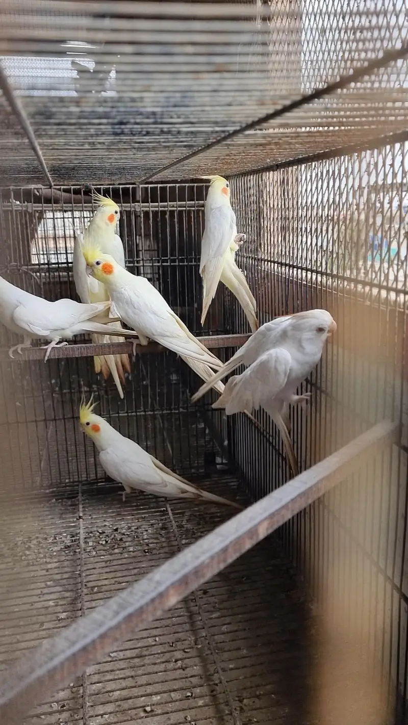 cocktails pair cockatiel eggs wala pair — photo 11